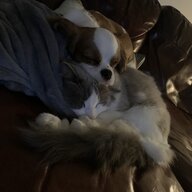 CleaverFox