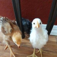 AlsHouseOfChicks