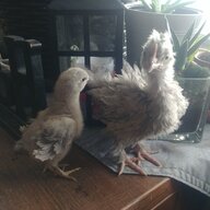 Champchick