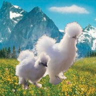 silkie_smooth