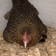 Penedecenca