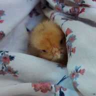Chicky_boo