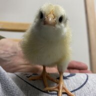 Spoiled chicknz