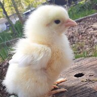 Chicken059