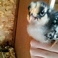 CodyChick