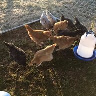 CluckyMomma