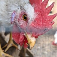 HampethHens