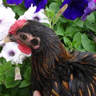 SosoDuck