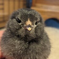 nuttieduck