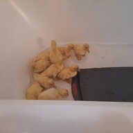 Duckmom2021