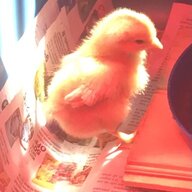 Vic chik