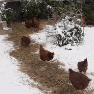chickenmomandmygirls