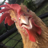 ThickenTheChicken