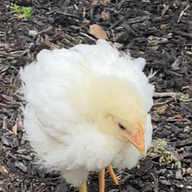 MarthaTheChicken2021