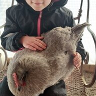 Uphillfarmswinthrop