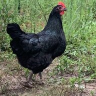 I Love Feather Babies