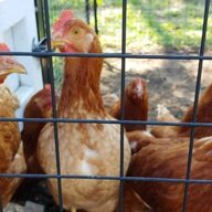 chickymomsc