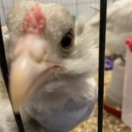 Chickendaddy33