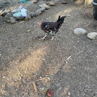 Chicken Edi