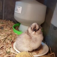 Run Amock DucksNChickens
