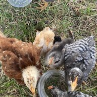 Familychickenslep