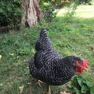 Gigi_The_Chicken