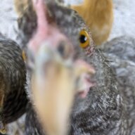 Chickenica