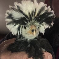 endlesshobbies