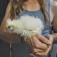 MySilkiesNamedPuffball