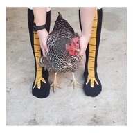 chickentenders_la
