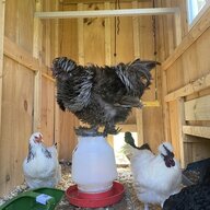 Chocosilkie