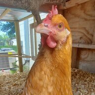 ChickenMomma21