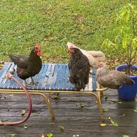 FL_Clucker
