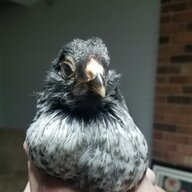 Carolinafox