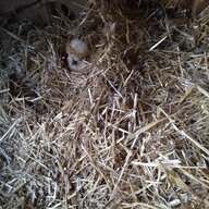 Rain the house chicken