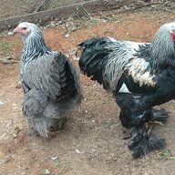 Farm Rooster