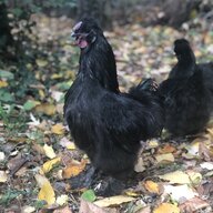 Chickroyal