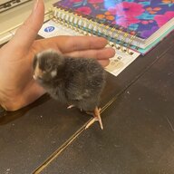 chick4raising