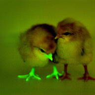 ThePlotChickens