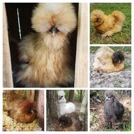 Obsessed With Silkies