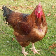 BayBuzzard