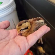 LuckySpringChicken