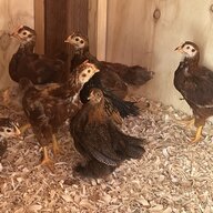 ScottsdaleChickenFam