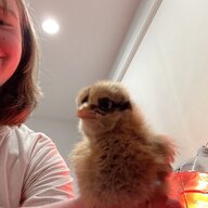 EggsellentEggs