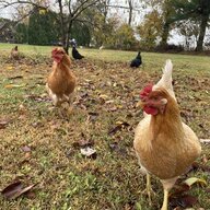 girlandher15chickens