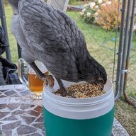 Chickindayard