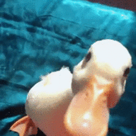 LuckyDucky001