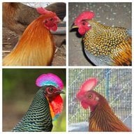 Junglefowl