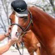 dreamcatcherarabians