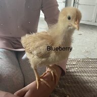 iamrosebud